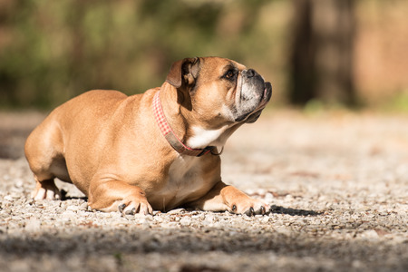 Continental Bulldogの写真素材
