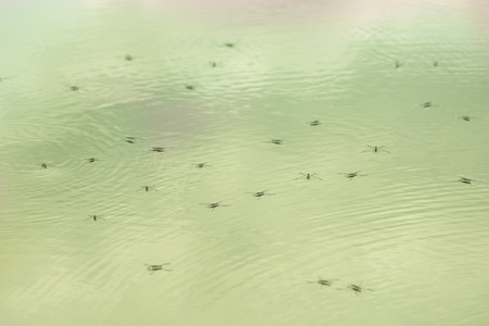 Pond Skaterの写真素材