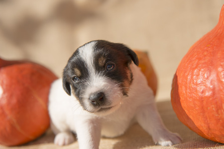 Jack Russell puppy with pumpkin - preparation for Halloweenの写真素材