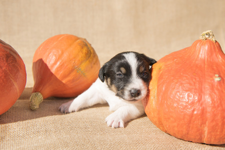 Jack Russell puppy with pumpkin - preparation for Halloweenの写真素材
