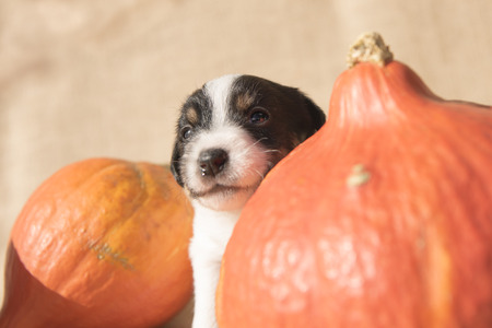 Jack Russell puppy with pumpkin - preparation for Halloweenの写真素材
