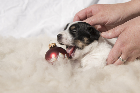 christmas puppy and hands - jack russell terrierの写真素材