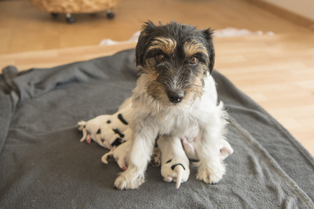 Newborn baby dogs - one day old - jack russellの写真素材