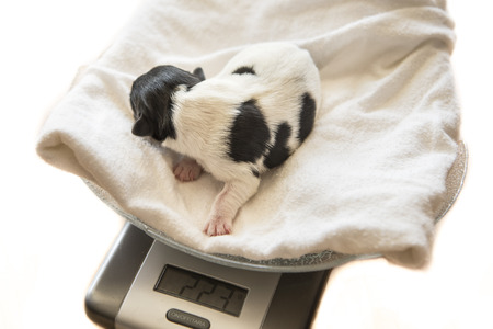 Newborn baby dogs - weight control - one day old - jack russell terrierの写真素材