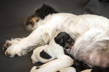 Newborn baby dogs - one day old - jack russellの写真素材
