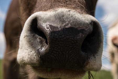 Nose of a cow in the meadow in the Alps of Germany - Brown Swissの写真素材