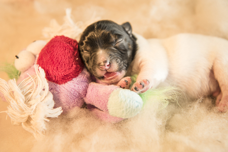 newborn puppy with toy - three days oldの写真素材
