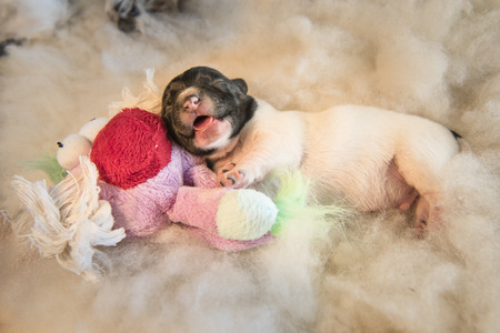 newborn puppy with toy - three days oldの写真素材