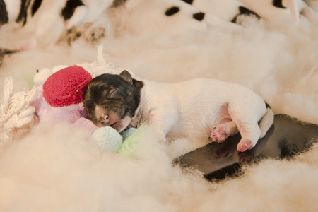newborn puppy with toy and phone - three days oldの写真素材