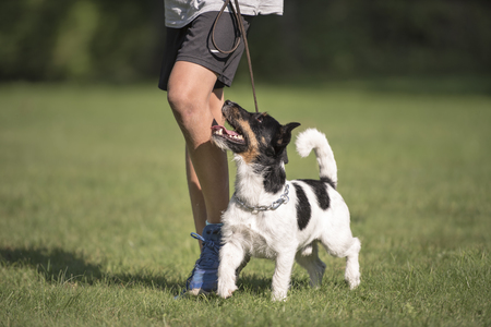 perfect heel work with a young boy and a small dogの写真素材