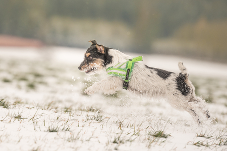 Jack Russell Terrier on nature in winter