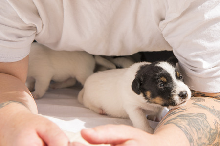 Newborn dogs puppies - 20 days old - jack russell terrierの写真素材
