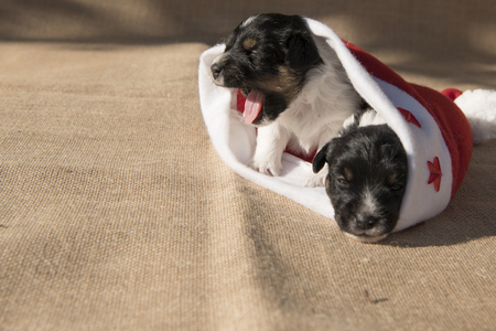 santa claus puppy - Jack Russell Terrierの写真素材