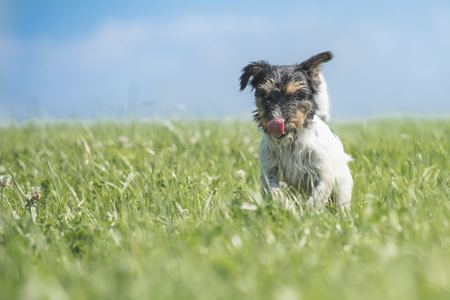 dog runs and flies over the meadow - Jack Russell Terrierの写真素材