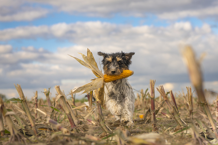 Dog running over harvested corn field in front of clouds.の写真素材