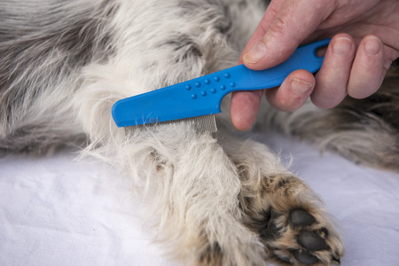 Dog comb with the flea comb - grooming