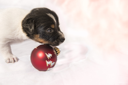 Merry Christmas and a happy new yearの写真素材