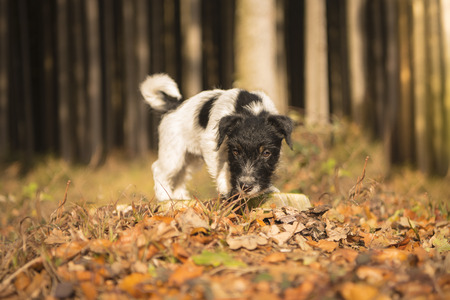 Small puppy in the autumn forest - 15 weeks old - jack russell terrierの写真素材