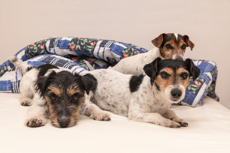 Three dogs in bed - jack russell terrierの写真素材