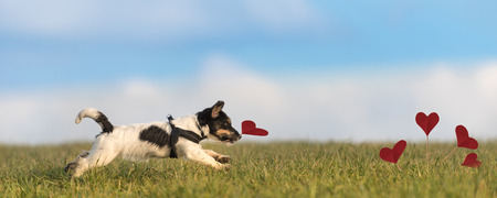 Romantic dog - jack russell terrierの写真素材