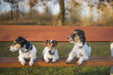 Three dogs jumping from a park bench - jack russellの写真素材