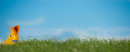 Duck looks out of the grassの写真素材