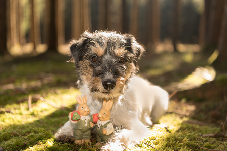 Little dog and rabbit in the forest at easter - jack russell 2 years oldの写真素材