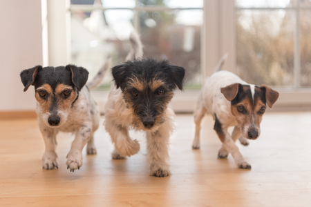 Dog race in the apartment - three jack russell terrierの写真素材