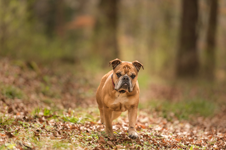 Dog in the forest - continental bulldogの写真素材