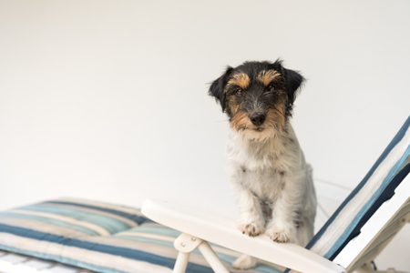 Dog in holiday - jack russell terrierの写真素材