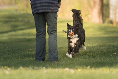 Common game with dog - Border Collieの写真素材