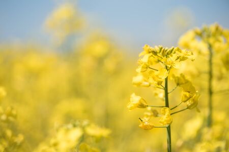 Field of blooming rapeseedの写真素材