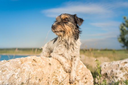 A small dog lying on a big stone in front of a lake in front of a blue sky - Jack Russell Terrier 2 years oldの写真素材