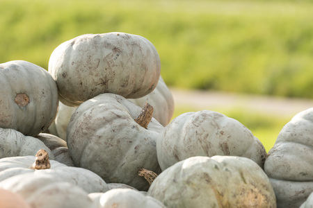 Pumpkins - crown prince pumpkinの写真素材