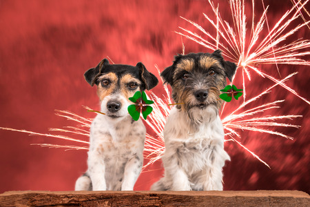 New Year's Eve dog - fortune boats - Jack Russell Terrierの写真素材