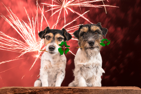 New Year's Eve dog - fortune boats - Jack Russell Terrierの写真素材