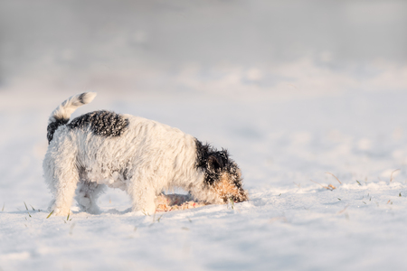 Jack Russell Terrier - dog picks up a track on the snow and tracks itの写真素材