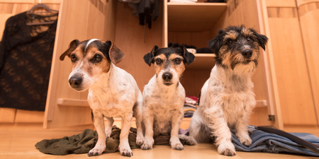 Chaos in Front of the Wardrobe - Three Jack Russell Terriersの写真素材