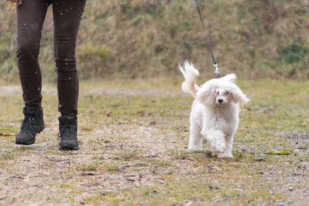 Owner goes for a walk with Chinese Crested Dog Powder Puff runs alone in winter over a pathの写真素材