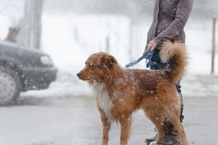 Woman walking with dog in winter at snowfall through the streets in the cityの写真素材