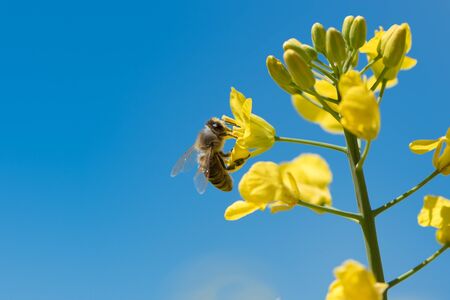 Honey bee collecting pollen on yellow rape flower against blue skyの写真素材