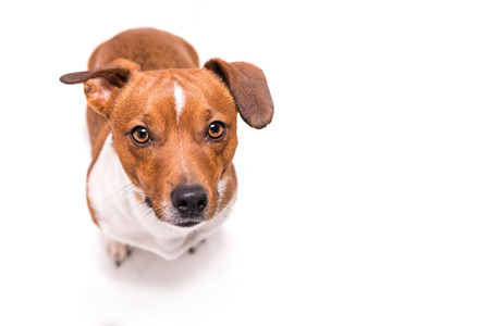 Jack Russell Terrier 3 years old, hair style smooth - Cute little dog - isolated on white background - Dog is looking up - funny perspectiveの写真素材