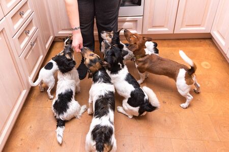 Group of dogs is hand fed - many obedient Jack russell terrier doggies indoors