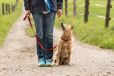 doghandler walking with obedient dog on the road (rural setting) - Australian Cattle Dogの写真素材