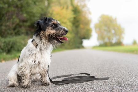 Jack Russell Terrier - Dirty dog â  â  ¢ â  ¢ â  ¢ â  ¢ Sits on the road, rural environment - hair style roughの写真素材