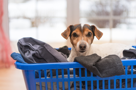 dog in laundry basket - Jack Russell Terrierの写真素材