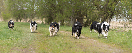 Many dog ââracing over a meadow - six border colliesの写真素材