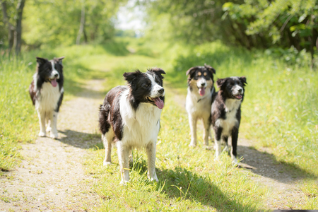 Many dogs racing over a meadow - many border colliesの写真素材