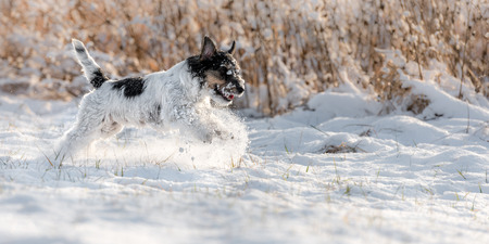 Small cute dog running in the snow in winter - Tricolor Jack Russell Terrier Hound - hair style rough, 2 years old.の写真素材