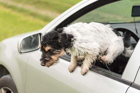 Small dog is jumping out of the car window - jack russell terrier 2 years oldの写真素材